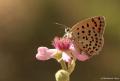 Lycaena kefersteinii (Alevateşgüzeli)
